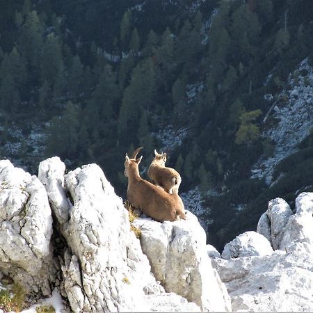Holiday Home Julian Alps Bovec Bagian luar foto